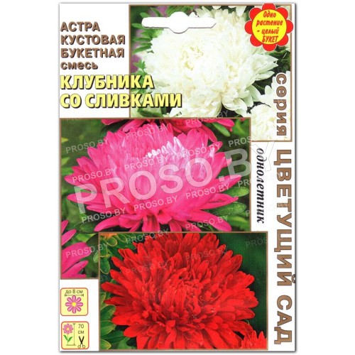Астра Клубника со сливками, смесь