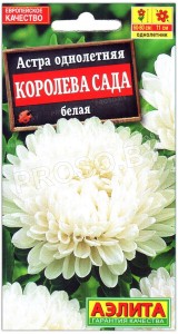 Астра Королева сада белая