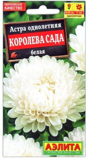 Астра Королева сада белая