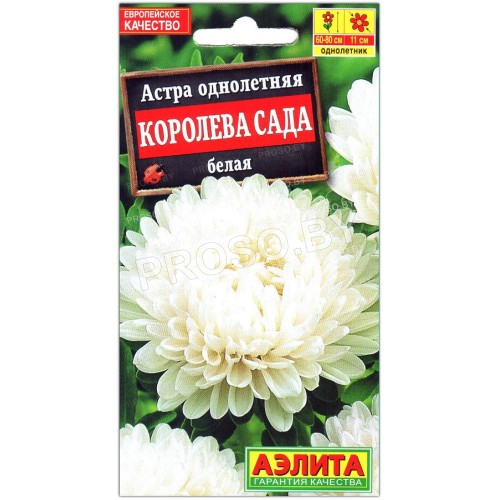 Астра Королева сада белая