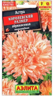 Астра Королевский размер Абрикос(овая)