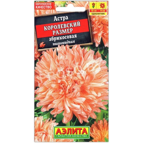 Астра Королевский размер Абрикос(овая)