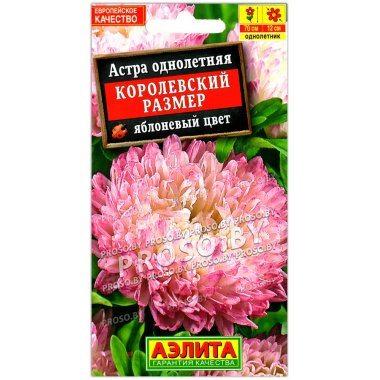 Астра Королевский размер Яблоневый цвет