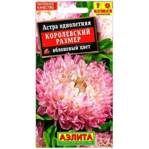 Астра Королевский размер Яблоневый цвет