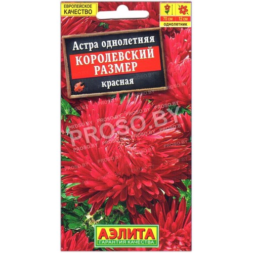 Астра Королевский размер Красная-1