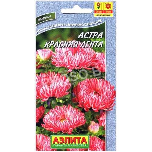Астра Красная лента