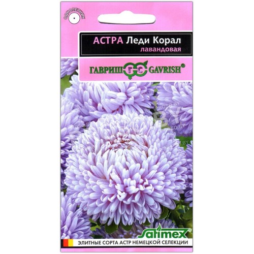 Астра Леди коралл лавандовая