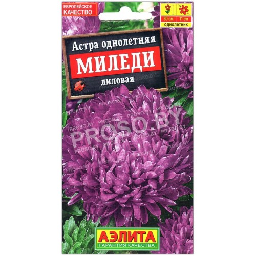 Астра Миледи лилак (лиловая)-1