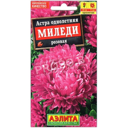 Астра Миледи роуз (розовая)-1