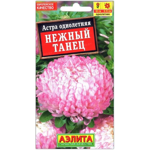 Астра Нежный танец