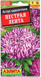 Астра Пестрая лента