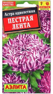 Астра Пестрая лента