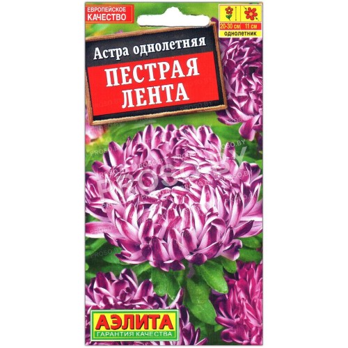 Астра Пестрая лента