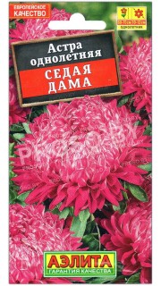 Астра Седая дама