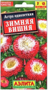 Астра Зимняя вишня