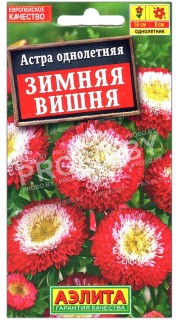 Астра Зимняя вишня
