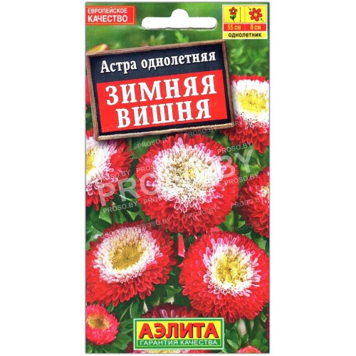 Астра Зимняя вишня