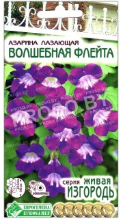 Азарина лазающая Волшебная флейта