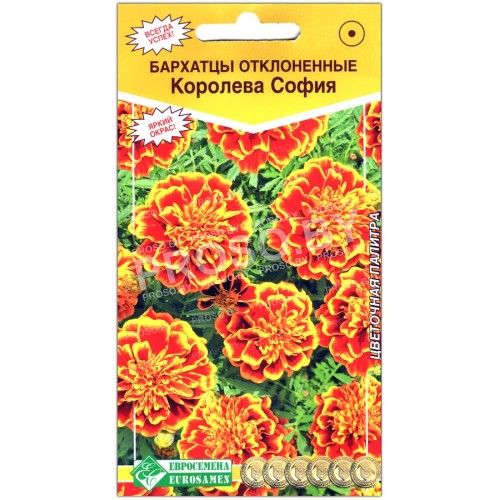 Бархатцы Королева София-1