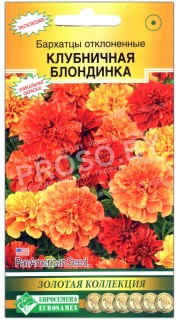 Бархатцы отклоненные Клубничная блондинка