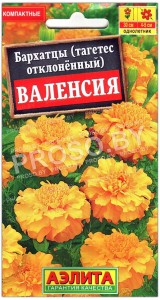 Бархатцы отклоненные Валенсия