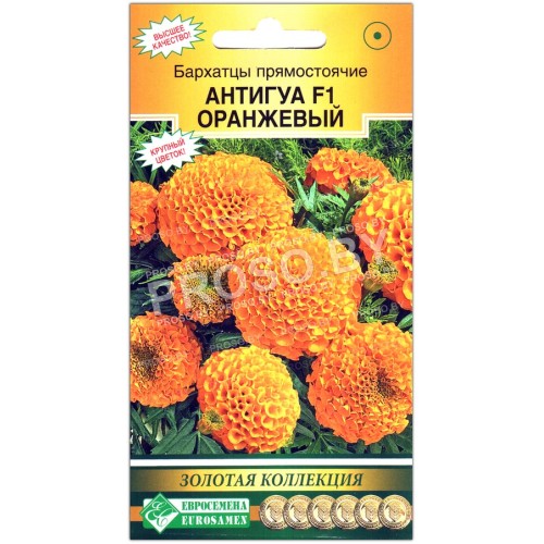Бархатцы прямостоячие Антигуа оранж (оранжевый) F1-2