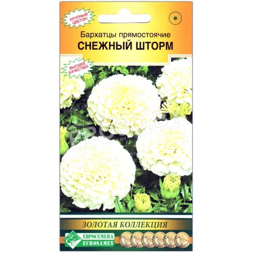 Бархатцы прямостоячие Снежный шторм
