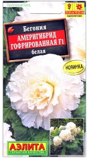 Бегония Америгибрид гофрированная белая F1
