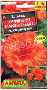 Бегония Америгибрид гофрированная мандарин оранж F1