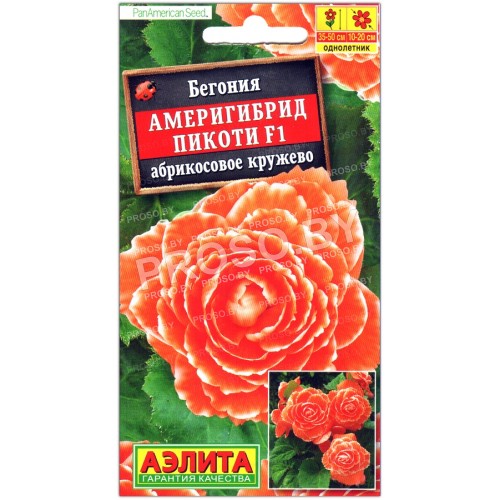 Бегония Америгибрид пикоти абрикосовое кружево F1
