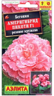Бегония Америгибрид пикоти розовое кружево F1