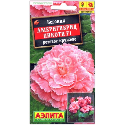 Бегония Америгибрид пикоти розовое кружево F1