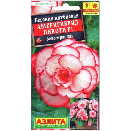 Бегония клубневая Америгибрид пикоти бело-красная F1