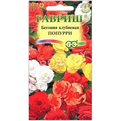 Бегония клубневая Попурри