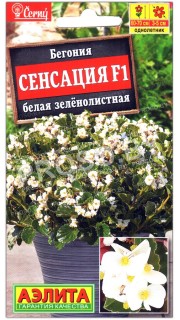 Бегония Сенсация белая зеленолистная F1