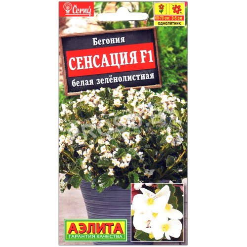 Бегония Сенсация белая зеленолистная F1
