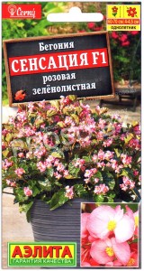 Бегония Сенсация розовая зеленолистная F1
