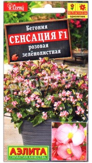 Бегония Сенсация розовая зеленолистная F1