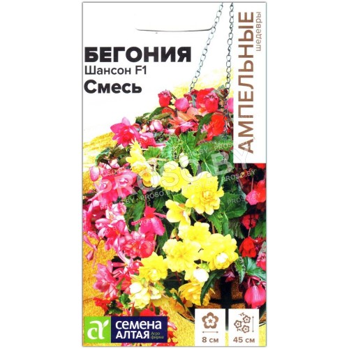 Бегония Шансон смесь F1-1