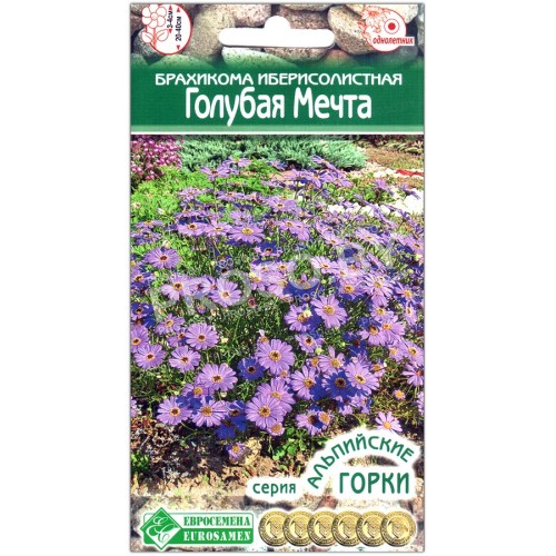 Брахикома иберисолистная Голубая мечта