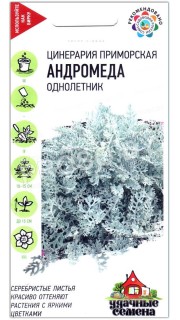 Цинерария приморская Андромеда