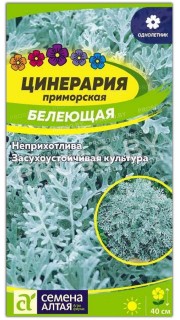 Цинерария приморская Белеющая