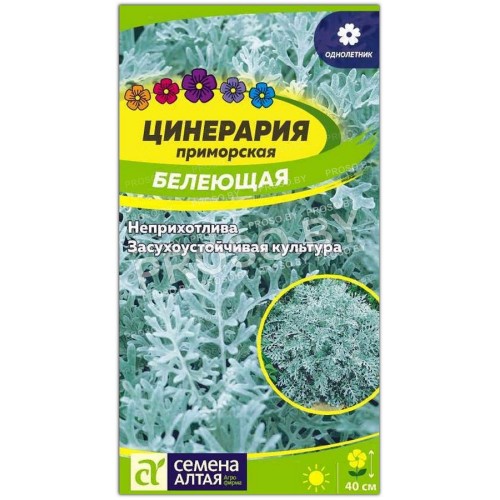 Цинерария приморская Белеющая