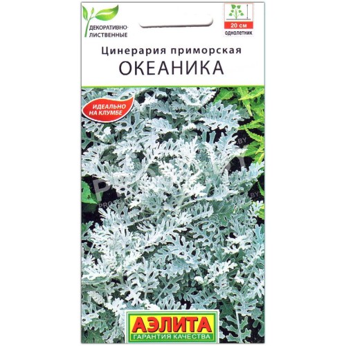 Цинерария приморская Океаника