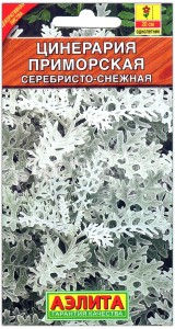 Цинерария приморская Серебристо-снежная