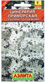 Цинерария приморская Серебристо-снежная