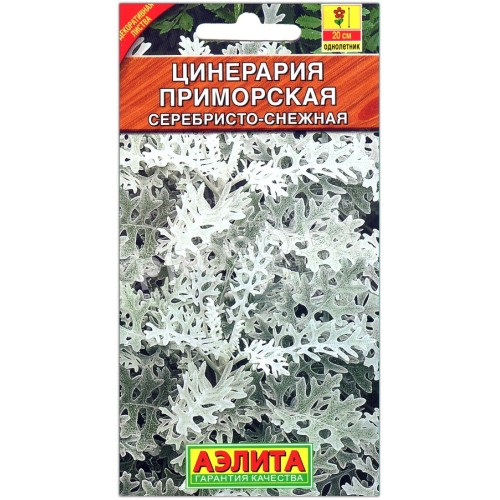 Цинерария приморская Серебристо-снежная