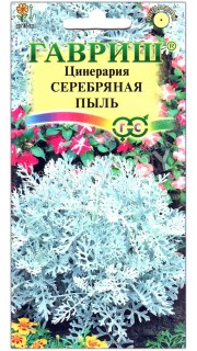 Цинерария Серебряная пыль