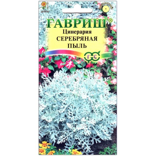 Цинерария Серебряная пыль