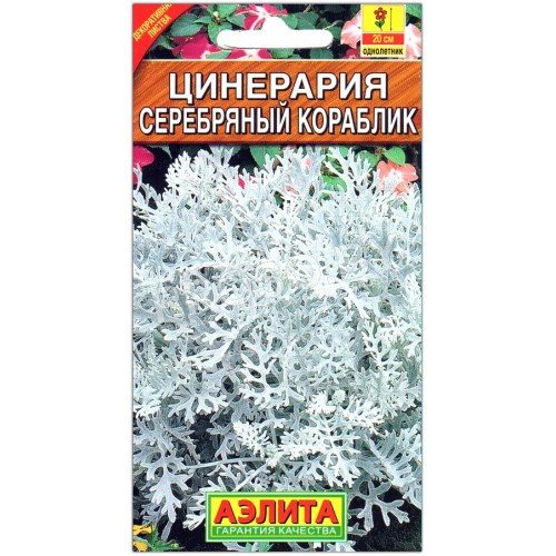Цинерария Серебряный кораблик